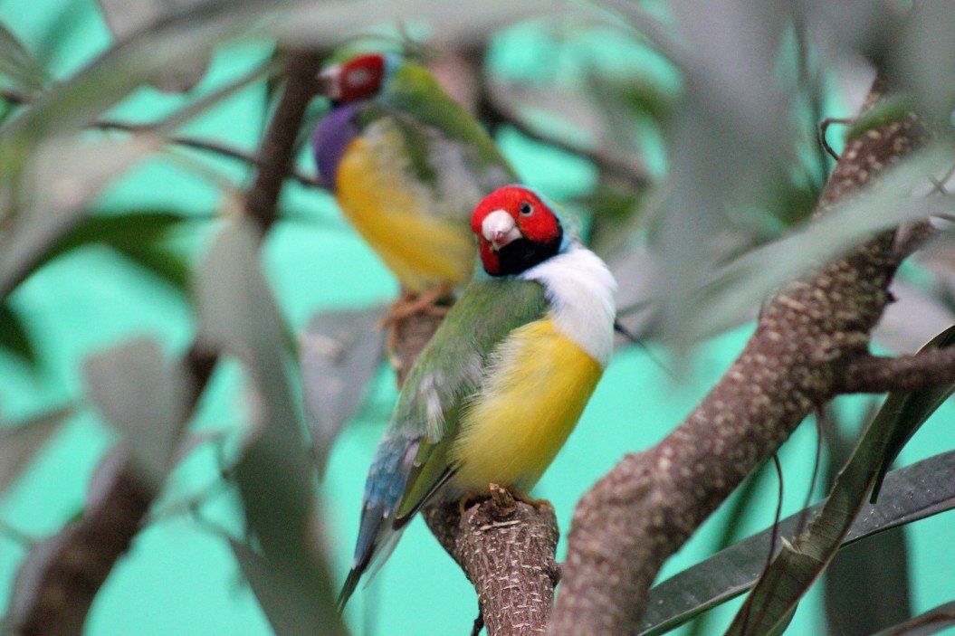 Diamanti di Gould: piccoli uccellini dai colori accesi