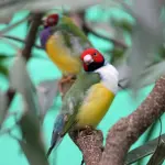 Diamanti di Gould: piccoli uccellini dai colori accesi