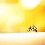 Zanzara Anofele, alla scoperta della portatrice della malaria