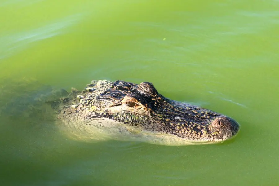 Coccodrillo del Nilo, alla scoperta di un gigantesco rettile predatore