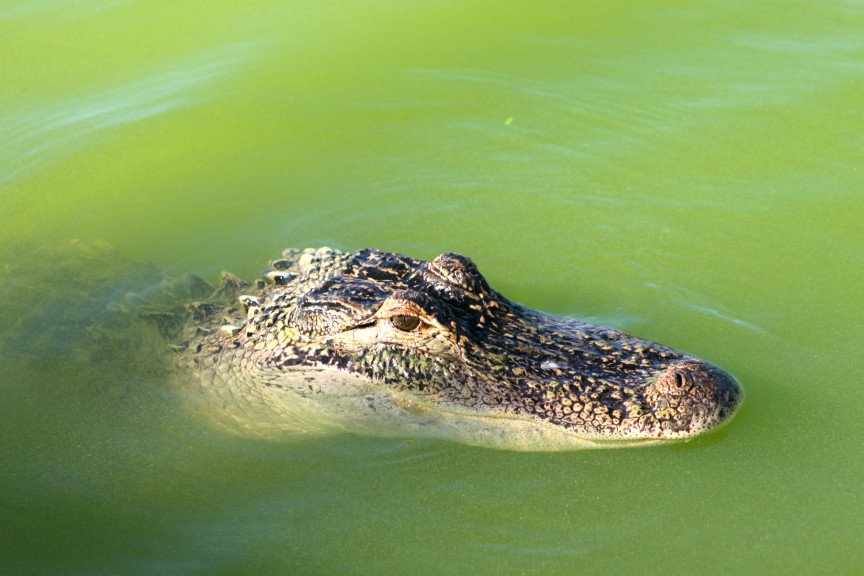 Coccodrillo del Nilo, alla scoperta di un gigantesco rettile predatore