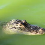 Coccodrillo del Nilo, alla scoperta di un gigantesco rettile predatore