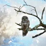 Piccolo rapace notturno, quali sono i principali esemplari