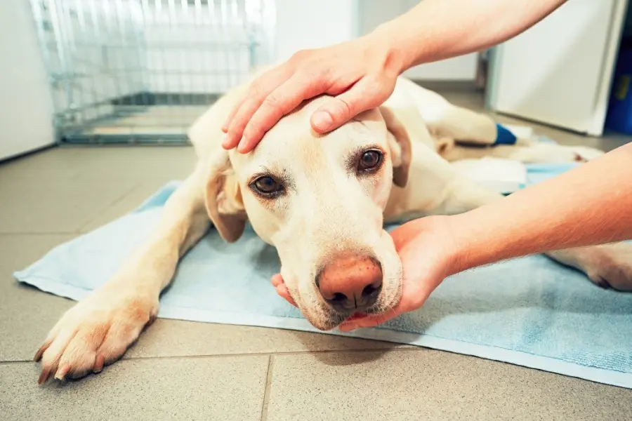 Sterilizzazione cane femmina: tutto quello che bisogna sapere!
