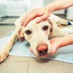 Sterilizzazione cane femmina: tutto quello che bisogna sapere!