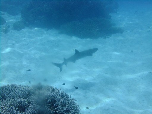 Squalo bianco adriatico: cosa mangia e quali sono le sue caratteristiche