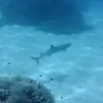 Squalo bianco adriatico: cosa mangia e quali sono le sue caratteristiche