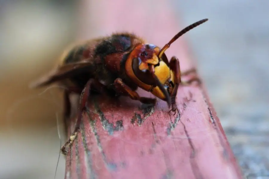 Calabrone asiatico: una guida rapida