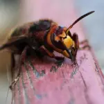 Calabrone asiatico: una guida rapida