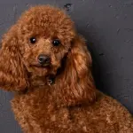 Il Barboncino Toy può Stare da Solo? La Guida per Abituarlo Senza Stress