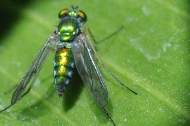 Punture di Tafano: precauzioni e rimedi naturali