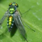 Punture di Tafano: precauzioni e rimedi naturali