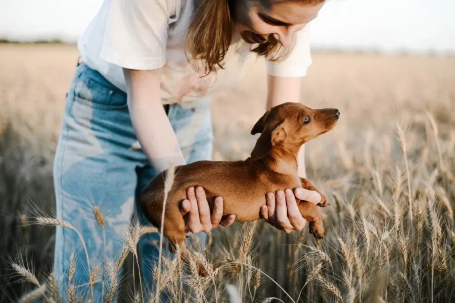 Bassotto a pelo duro: origini e caratteristiche