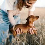 Bassotto a pelo duro: origini e caratteristiche