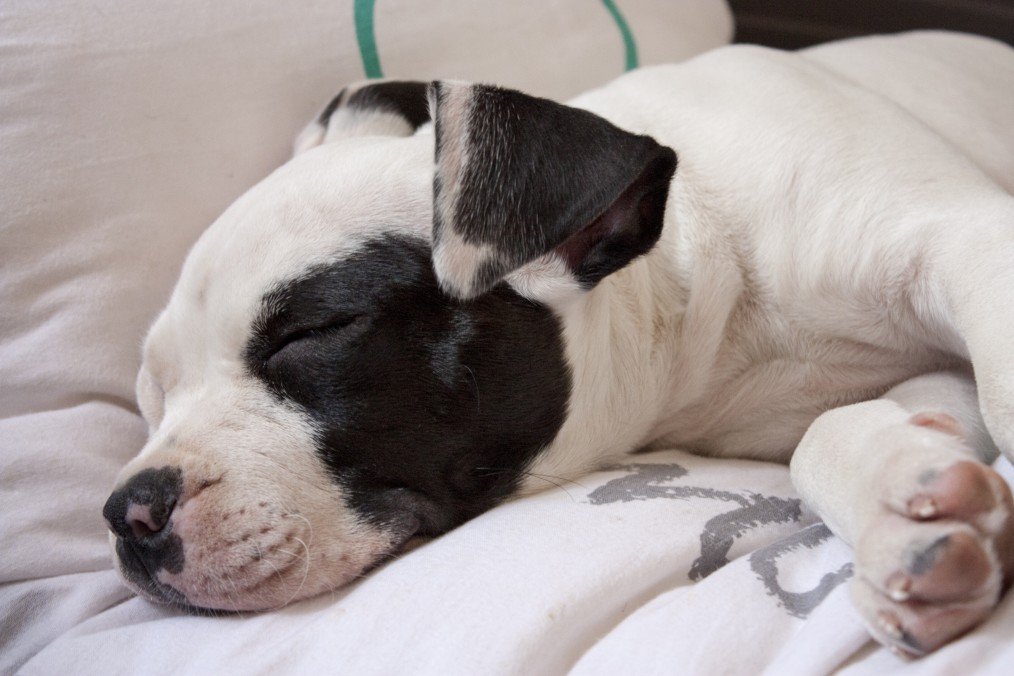 Amstaff: un cane dal carattere simile a quello del Pitbull