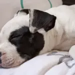 Amstaff: un cane dal carattere simile a quello del Pitbull