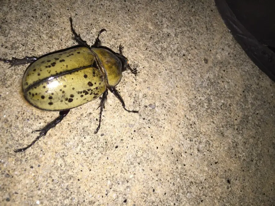 Coleottero verde dorato, come riconoscerlo e quali sono le sue caratteristiche