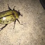 Coleottero verde dorato, come riconoscerlo e quali sono le sue caratteristiche