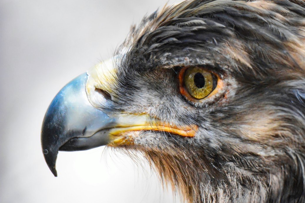 Aquila reale, il re degli uccelli. Il più maestoso rapace dell'aria