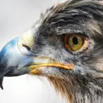 Aquila reale, il re degli uccelli. Il più maestoso rapace dell'aria