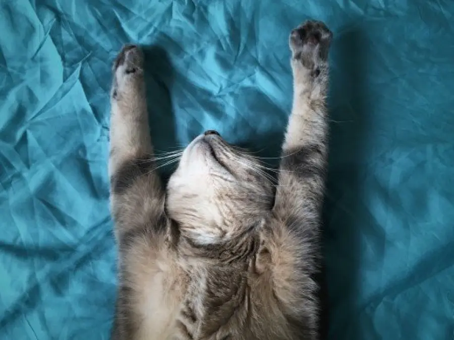 Repellente per gatti fai da te: come prepararne uno a casa