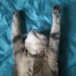 Repellente per gatti fai da te: come prepararne uno a casa