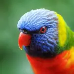 Calopsite: un pappagallo simpatico e bizzarro