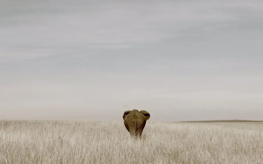 Elefanti asiatici, presto grande migrazione?