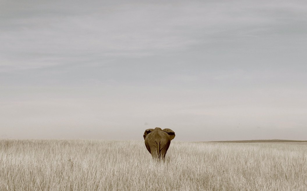 Elefanti asiatici, presto grande migrazione?