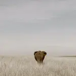 Elefanti asiatici, presto grande migrazione?