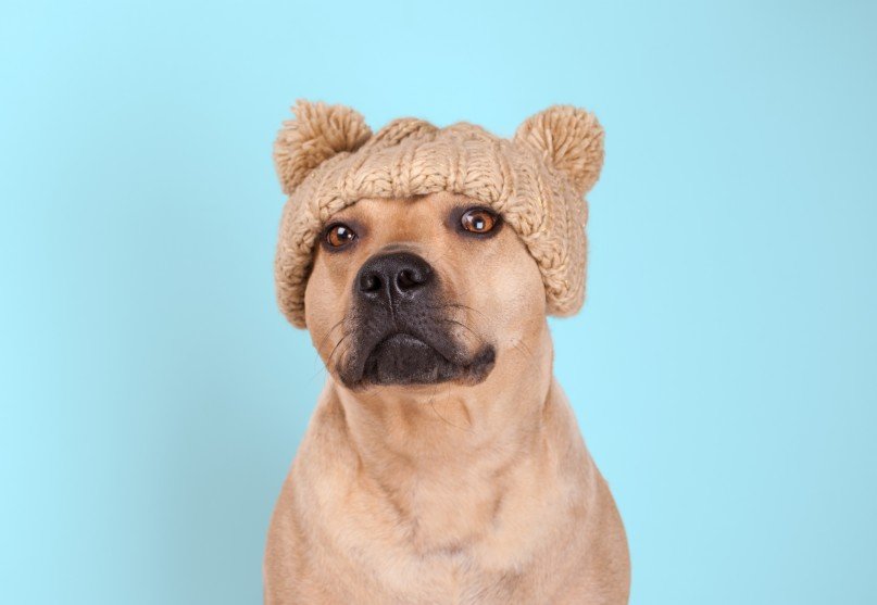 Bull Terrier: un cane coraggioso e sensibile dal fisico possente