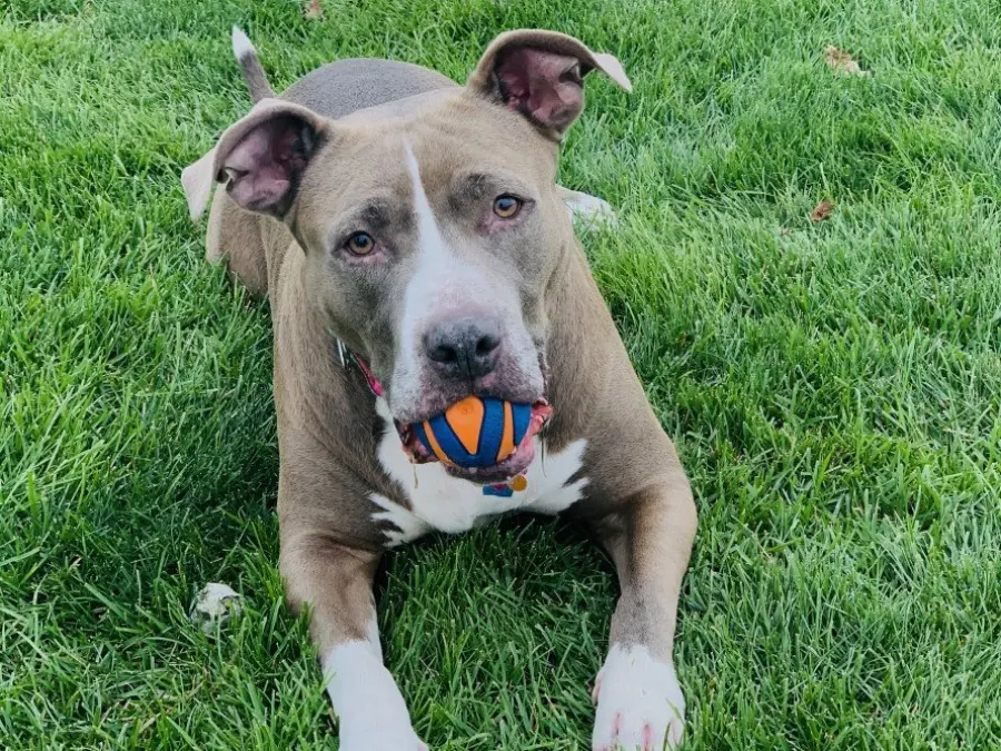 American Staffordshire Terrier: Caratteristiche fisiche e carattere