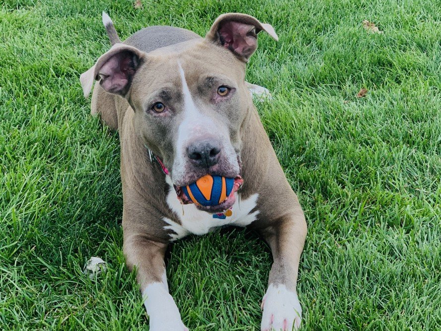 American Staffordshire Terrier: Caratteristiche fisiche e carattere