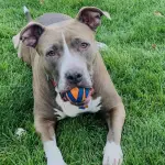 American Staffordshire Terrier: Caratteristiche fisiche e carattere