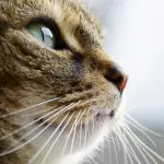 Gatti, per i proprietari è normale che vadano a caccia