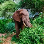 Elefanti: ecco come si comportano alla ricerca di cibo