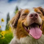 Pastore australiano: caratteristiche, comportamenti e cure