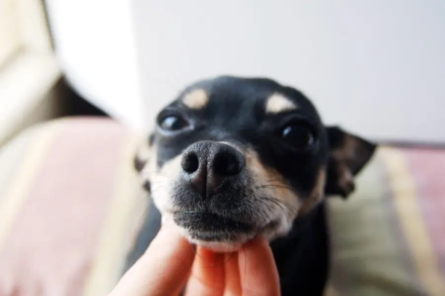 Pinscher nano, piccolo ma molto robusto e adatto per fare la guardia