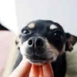 Pinscher nano, piccolo ma molto robusto e adatto per fare la guardia
