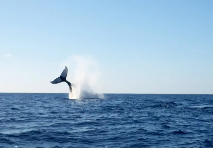 Perchè le balene non si ammalano di cancro (e come possiamo sfruttarlo)