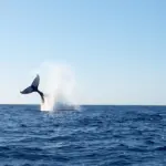 Perchè le balene non si ammalano di cancro (e come possiamo sfruttarlo)