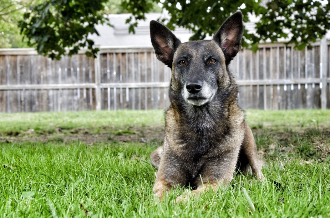 Pastore belga malinois: bello, vigoroso e adattabile