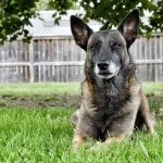 Pastore belga malinois: bello, vigoroso e adattabile