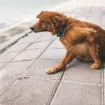 Punture di pulci: come riconoscerle e quali sono i possibili rimedi