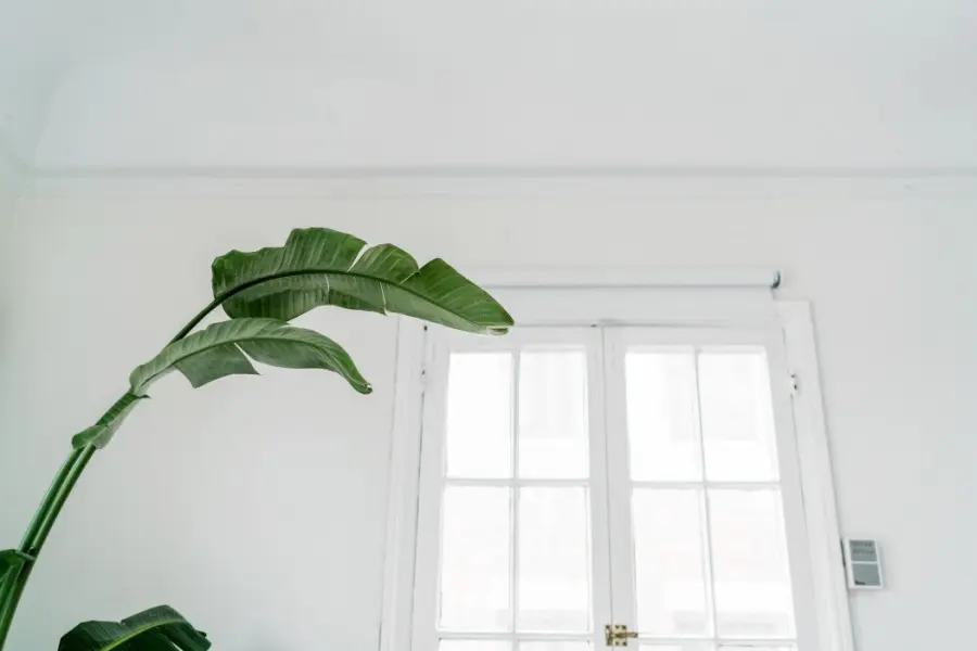 Lo spatifillo: una pianta da appartamento facile da coltivare