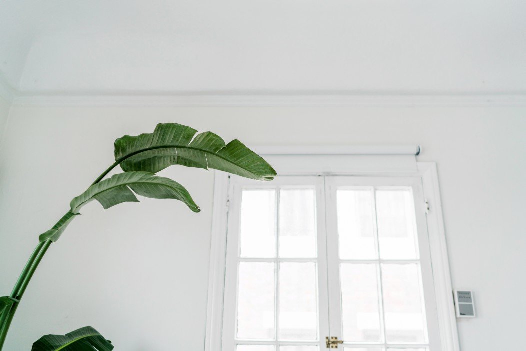 Lo spatifillo: una pianta da appartamento facile da coltivare