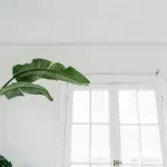 Lo spatifillo: una pianta da appartamento facile da coltivare