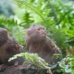 Scimmiette brasiliane: una specie a rischio estinzione