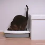 Lettiera autopulente per gatti