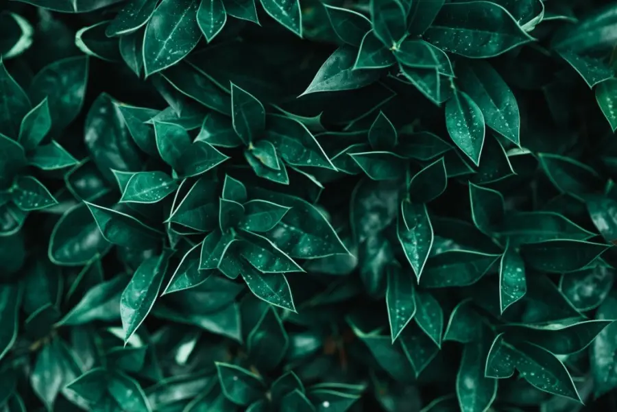 Spaccapietra: alla scoperta delle proprietà e delle possibili controindicazioni della pianta medicinale